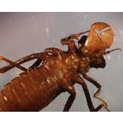 Attēlu rezultāti vaicājumam “Cordulidae”