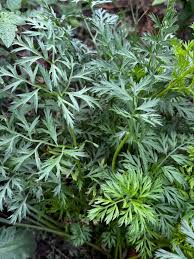 Attēlu rezultāti vaicājumam “Selinum carvifolia fruit”