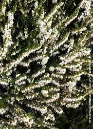 Attēlu rezultāti vaicājumam “Erica x darleyensis flower”