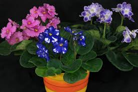 Image result for Saintpaulia ionantha Culitvar