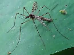 Attēlu rezultāti vaicājumam “Epiphragma ocellare”