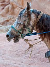 Image result for scheuklappen