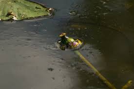 Attēlu rezultāti vaicājumam “Nuphar lutea fruit”