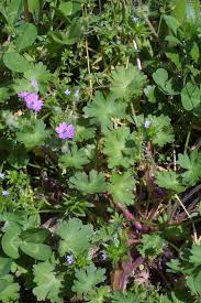 Attēlu rezultāti vaicājumam “Geranium molle flower”