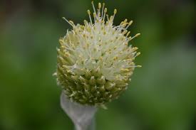 Attēlu rezultāti vaicājumam “Hydrocotyle vulgaris bud”