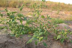 Attēlu rezultāti vaicājumam “Chenopodium acerifolium leaf”