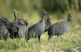 Attēlu rezultāti vaicājumam “Numida meleagris”