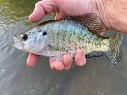 Image result for Pomoxis annularis