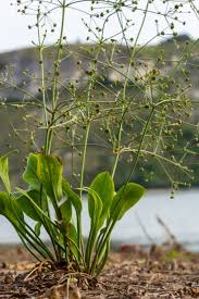 Attēlu rezultāti vaicājumam “Alisma plantago-aquatica flower”