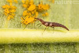 Attēlu rezultāti vaicājumam “Hemerobiidae”