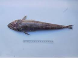 Image result for Platycephalus richardsoni