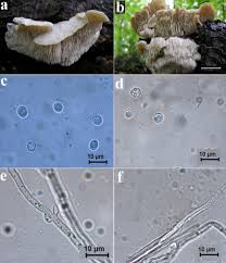 Attēlu rezultāti vaicājumam “Sarcodontia crocea”