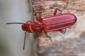 Attēlu rezultāti vaicājumam “Cucujidae”