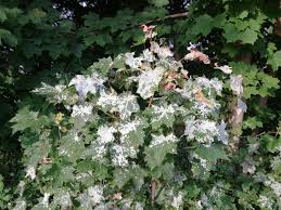 Attēlu rezultāti vaicājumam “Sawadaea tulasnei”