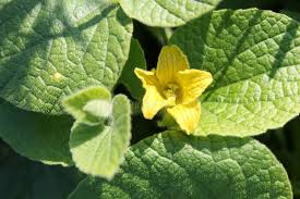 Attēlu rezultāti vaicājumam “Thladiantha dubia flower”