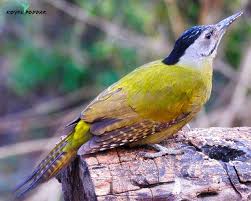 Attēlu rezultāti vaicājumam “Picus canus female”