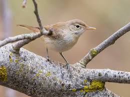Attēlu rezultāti vaicājumam “Enteridium olivaceum young”