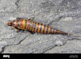 Attēlu rezultāti vaicājumam “Machilidae”