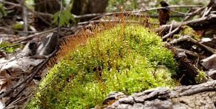 Attēlu rezultāti vaicājumam “Ceratodon purpureus”