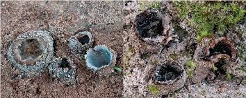 Attēlu rezultāti vaicājumam “Geopora arenicola”