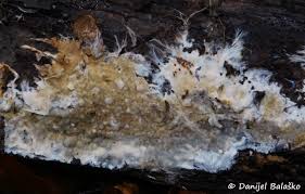 Attēlu rezultāti vaicājumam “Coniophora puteana”