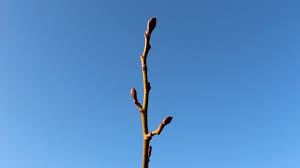 Attēlu rezultāti vaicājumam “Alnus glutinosa bud”