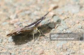 Attēlu rezultāti vaicājumam “Apatura iris male”