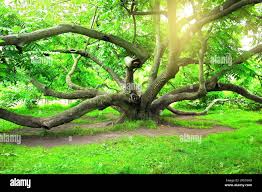 Attēlu rezultāti vaicājumam “Juglans mandshurica”