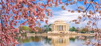 Image result for "cherry blossom" washington