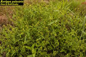 Attēlu rezultāti vaicājumam “Rorippa palustris leaf”