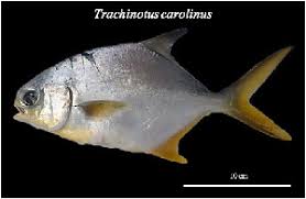Image result for Trachinotus carolinus