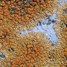 Attēlu rezultāti vaicājumam “Licea pusilla”