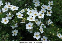 Attēlu rezultāti vaicājumam “Carex arenaria  flower”