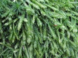 Attēlu rezultāti vaicājumam “Plagiothecium undulatum”