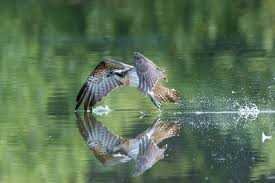 Attēlu rezultāti vaicājumam “Pandion haliaetus adult”