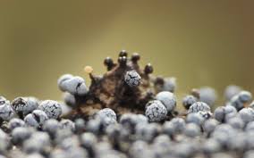 Attēlu rezultāti vaicājumam “Trichia longipalpis”