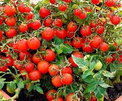 Attēlu rezultāti vaicājumam “Lycopersicon esculentum”