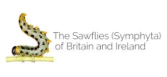 Attēlu rezultāti vaicājumam “Caliroa annulipes larva”