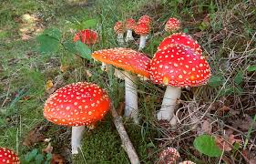 Image result for vliegenzwam