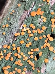 Attēlu rezultāti vaicājumam “Coenogonium pineti”