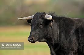 Attēlu rezultāti vaicājumam “Bos primigenius taurus”