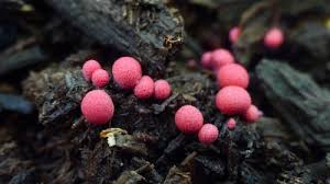 Attēlu rezultāti vaicājumam “Lycogala persicum macro”