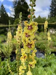 Attēlu rezultāti vaicājumam “Verbascum”