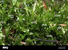 Attēlu rezultāti vaicājumam “Calliergon cordifolium”