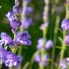 Image result for Penstemon