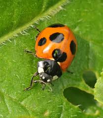 Attēlu rezultāti vaicājumam “Coccinella septempunctata”