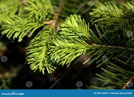 Attēlu rezultāti vaicājumam “Abies veitchii”