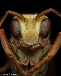 Attēlu rezultāti vaicājumam “macro”