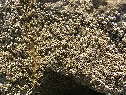 Attēlu rezultāti vaicājumam “Balanus improvisus”