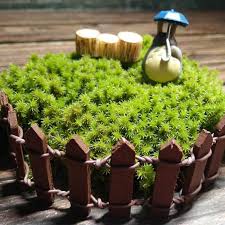 Attēlu rezultāti vaicājumam “Racomitrium canescens sporophyte”